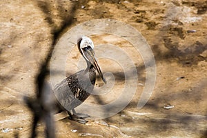 California pelican standing