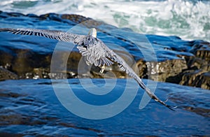 California Pelican Wingspan