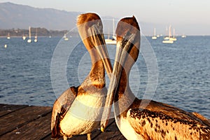 California Pelicans