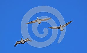 California pelicans in formation over Sausalito in California.
