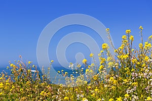 California Pigeon point spring flowers in Cabrillo Hwy coastal h