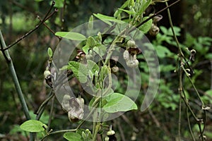 California pipevine Aristolchia californica   1