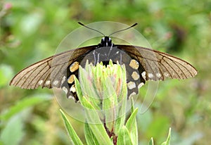 California Pipevine Swallowtail, Battus philenor subsp. hirsuta photo