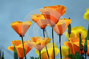 California Poppies Orange Flower Blue Sky