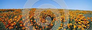 California Poppies