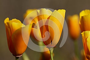 California Poppies