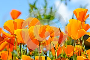 California poppies against bright blue sky