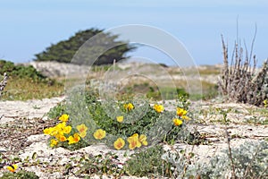 California poppies at Asilomar State Beach