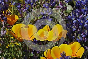 California Poppies in a Backdrop of Lupines