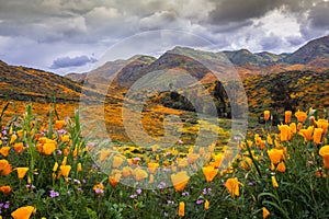 California poppies in bloom.