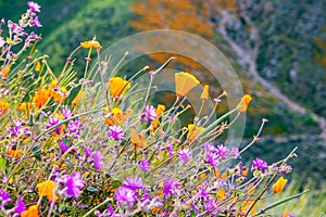 California poppies Eschscholzia californica and Desert wishbone bush Mirabilis laevis wildflowers blooming in Walker Canyon,