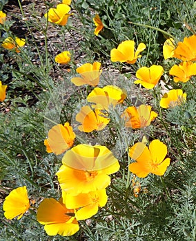 California Poppies Eschscholzia californica Glowing in the Afternoon Sun