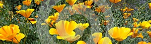 California Poppies Eschscholzia californica Glowing in the Afternoon Sun Horizontal