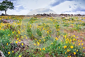 California Poppies Eschscholzia californica growing on a hillside on a cloudy spring day, Calero County Park, San Jose,
