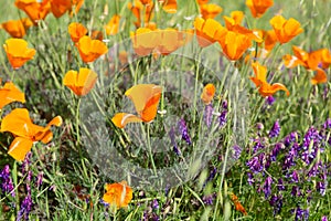 California Poppies in a Field with Purple Flowers