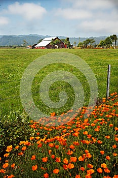 California Poppies Beside Field with Red Barn