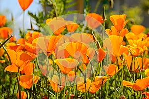 California poppies grouped in a field