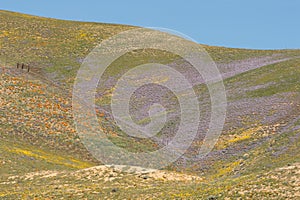 California poppies and lupine in full bloom, Tejon Pass