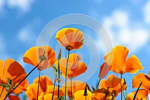 California Poppies reach out for the sky photo