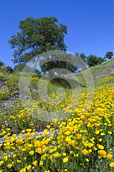 California Poppies and Oak Trees