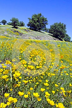 California Poppies and Oak Trees