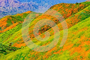 California Poppies and yellow mustard fill hillsides of Riverside County photo