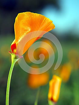 California poppy