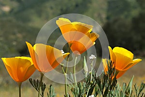 California Poppy