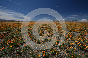 California poppy