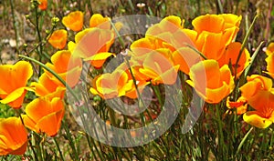 California Poppy