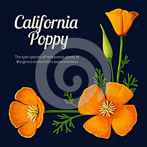 California Poppy