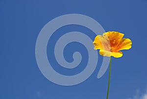 California poppy