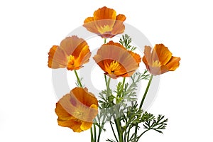 California poppy