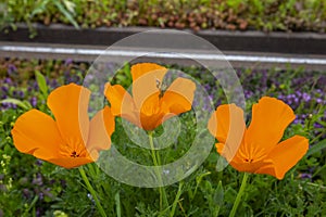 California poppy along the railway tracks. Its rustic and charming look is guaranteed by the delicate orange color of the petals