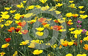 California poppy annual flowering lawn