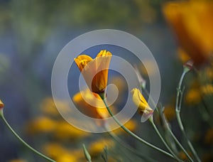 California Poppy