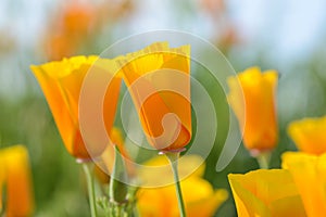 California Poppy Close Up