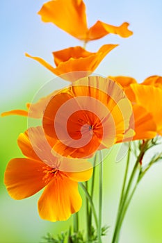 California poppy