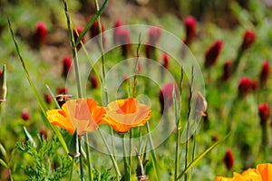 California Poppy And Crimson Clover