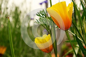 California poppy on a dewy morning