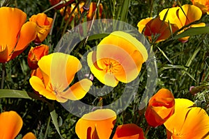 California poppy,eschscholzia californica