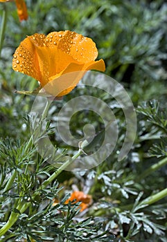 California Poppy (Eschscholzia californica) photo