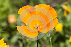 California poppy Eschscholzia californica