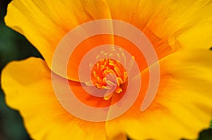 California Poppy, Eschscholzia californica