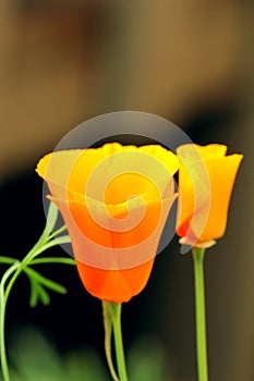 California poppy Eschscholzia californica flowers photo