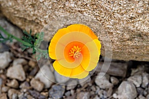 California poppy (Eschscholzia californica) a native flowering plant o the United States and Mexico