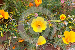 California poppy (Eschscholzia californica) a native flowering plant o the United States and Mexico