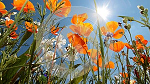 California Poppy (Eschscholzia californica) photo