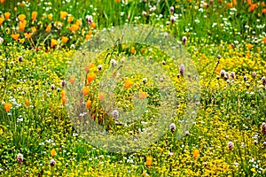 California poppy Eschscholzia californica and various other wildflowers blooming on a meadow, south San Francisco bay area, San