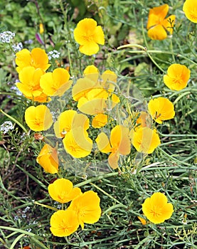 California Poppy or Eschscholzia californica yellow flowers